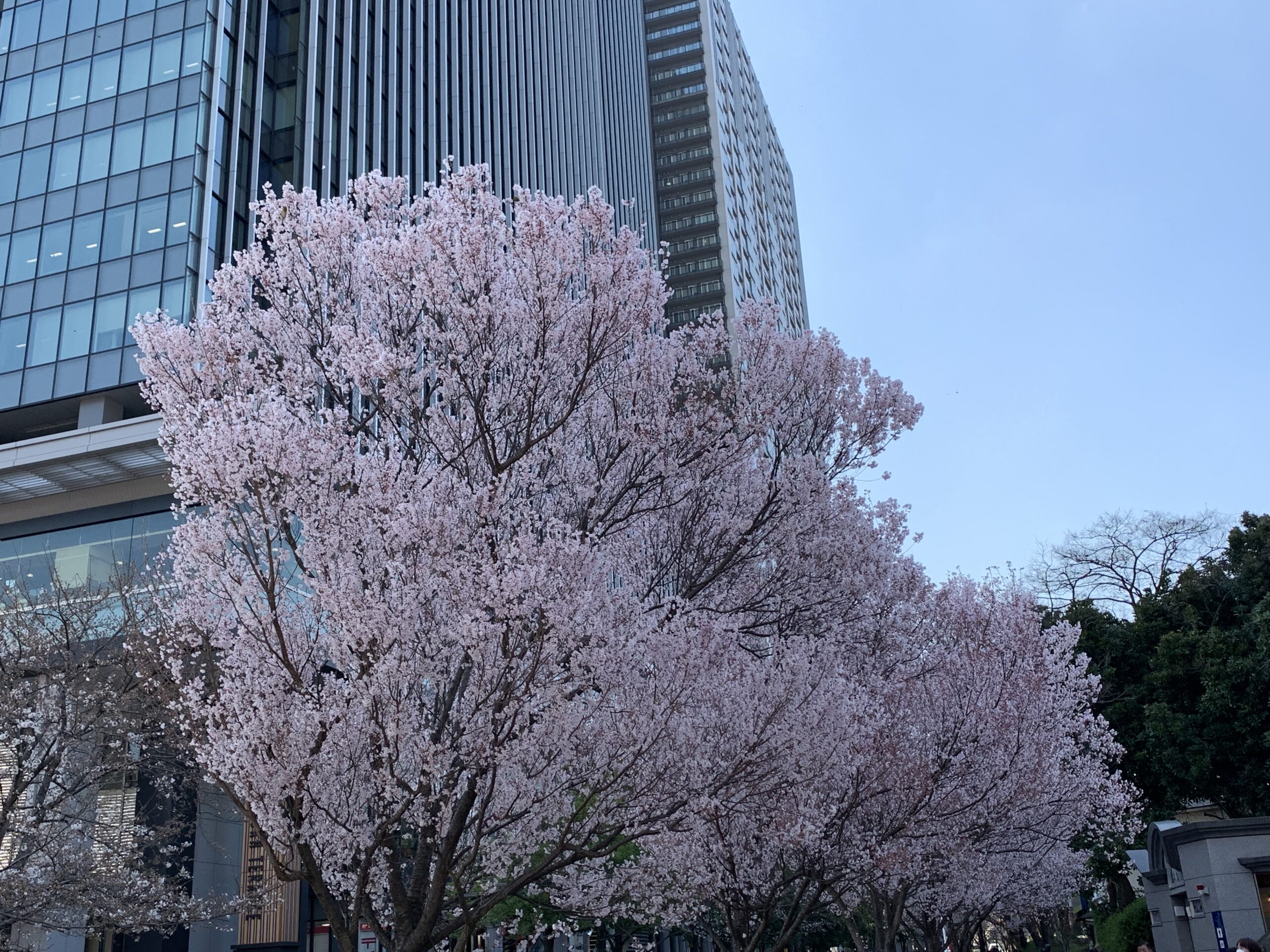 飯田橋サクラテラス　桜